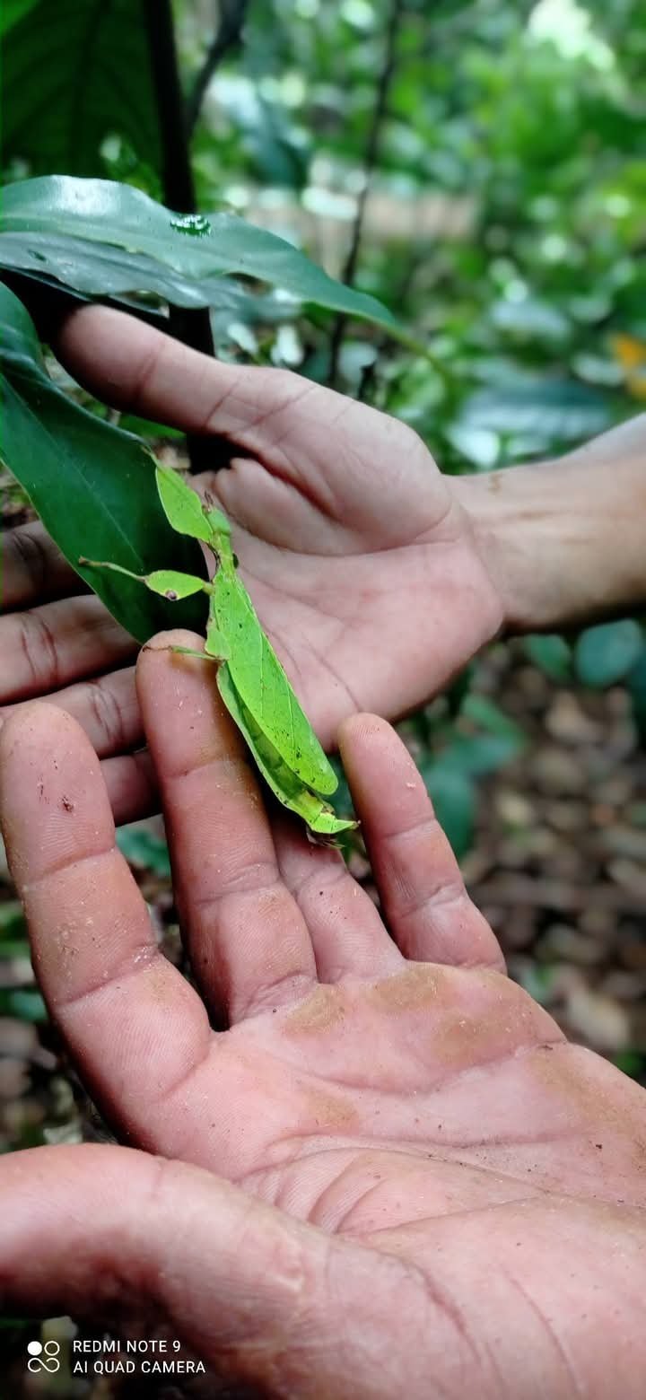 Hand holding a green pea pod with peas visible inside, garden background blurred